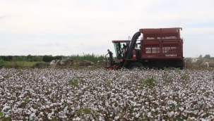 Şanlıurfa'da 2025 Pamuk Toplama ve Mısır Biçim Ücreti Belli Oldu