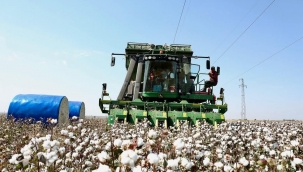 Şanlıurfa'da Çukobirlik Pamuk Alım Fiyatını Açıkladı!