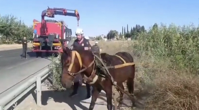 Şanlıurfa'da kanala düşen at arabası kurtarıldı 