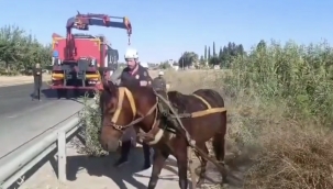 Şanlıurfa'da kanala düşen at arabası kurtarıldı 