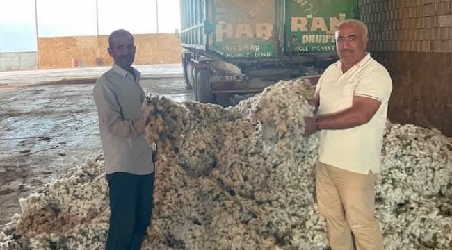 Şanlıurfa'da Pamuk Hasadı Başladı