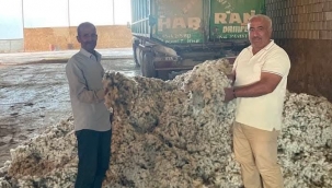 Şanlıurfa'da Pamuk Hasadı Başladı