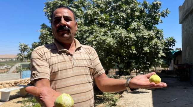 Şanlıurfa'da Şam'dan Gelen Lezzet: Şam İnciri Efsanesi