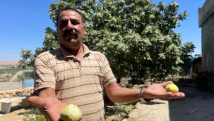 Şanlıurfa'da Şam'dan Gelen Lezzet: Şam İnciri Efsanesi