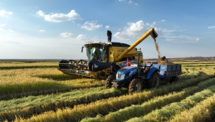 Şanlıurfa'nın Beyaz Hazinesi Toplanıyor
