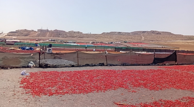 Şanlıurfalı Kadınlar Destek Bekliyor