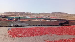 Şanlıurfalı Kadınlar Destek Bekliyor