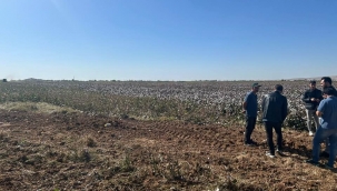 Eyyübiye'de Pamuk Hasadında Başarı İçin Denetim Seferberliği