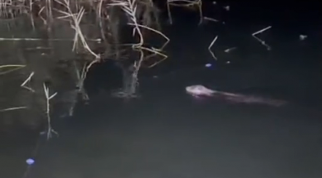 Halfeti'de Nesli Tükenme Tehlikesindeki Tatlı Su Samuru Görüntülendi