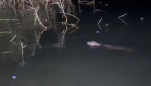 Halfeti'de Nesli Tükenme Tehlikesindeki Tatlı Su Samuru Görüntülendi