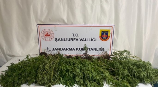 Şanlıurfa'da Jandarmadan Narkotik Operasyonu: Silah, Uyuşturucu ve Kenevir Ele Geçirildi