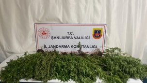 Şanlıurfa'da Jandarmadan Narkotik Operasyonu: Silah, Uyuşturucu ve Kenevir Ele Geçirildi