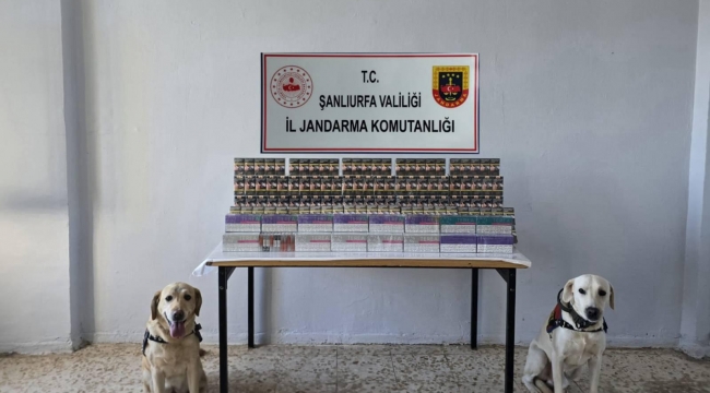 Şanlıurfa'da Kaçak Sigara Operasyonu: 7.940 Paket Gümrük Kaçağı Sigara Ele Geçirildi