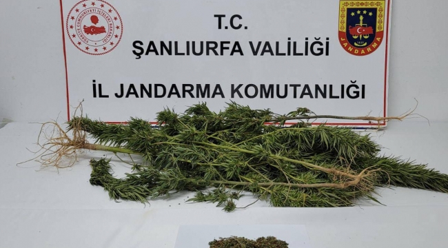 Şanlıurfa'da zehir tacirlerine operasyon! 