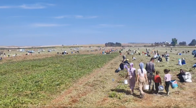 Suruç'ta Örnek Dayanışma: Çiftçi Yer Fıstığını Zekat Olarak Tarlada Bıraktı!