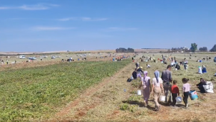 Suruç'ta Örnek Dayanışma: Çiftçi Yer Fıstığını Zekat Olarak Tarlada Bıraktı!