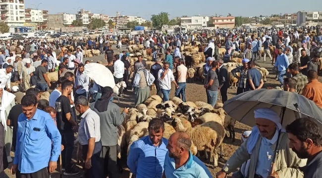 Viranşehir'de Ekonomiye Can Suyu: Hayvan Pazarı Açılıyor