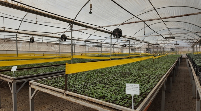 Büyükşehir'den Yeşeren Tasarruf: 400 Bin Mevsimlik Çiçek Toprakla Buluşuyor