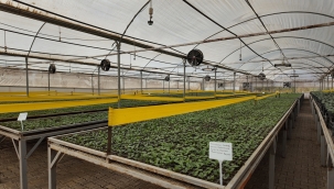 Büyükşehir'den Yeşeren Tasarruf: 400 Bin Mevsimlik Çiçek Toprakla Buluşuyor