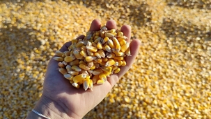 Şanlıurfa'da Mısır Hasadı Başladı