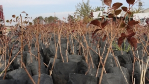 Büyükşehir'den Çiftçilere 35 Bin Fıstık Fidanı Desteği