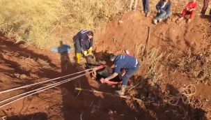 Eyyübiye'de Çamura Saplanan İnek İtfaiye Ekiplerince Kurtarıldı