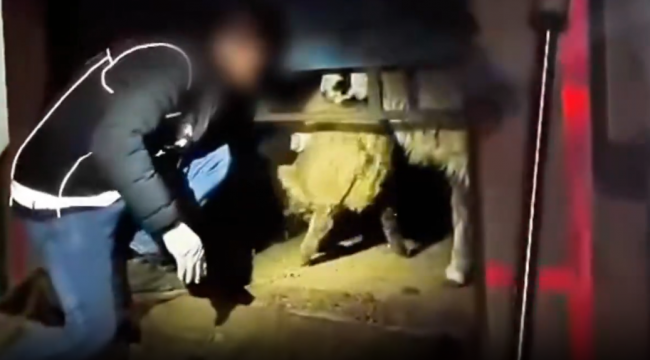 Hayvan Karnından Çıkan Zehir: Siirt'te Büyük Uyuşturucu Operasyonu!