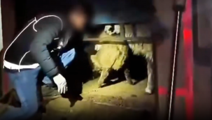 Hayvan Karnından Çıkan Zehir: Siirt'te Büyük Uyuşturucu Operasyonu!