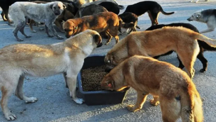 23 Bin Sahipsiz Hayvan Bakımevlerine Alındı: Şanlıurfa'da Büyük Başarı