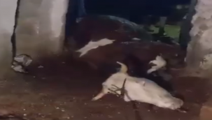 Halfeti'de Elektrik Akımı Kapılan 2 İnek Telaf Oldu