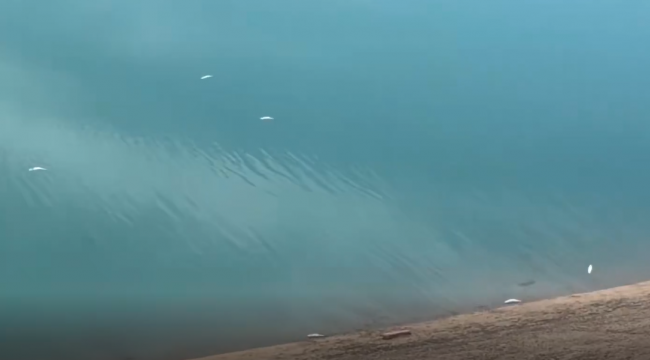 Haliliye'de Sulama Kanalında Balık Ölümleri Tedirgin Etti