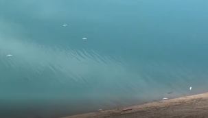 Haliliye'de Sulama Kanalında Balık Ölümleri Tedirgin Etti