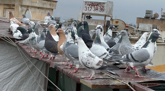 Peygamberler Şehri'nde Güvercin Tutkusu: Fiyatı 1 Milyon TL'ye Çıkıyor