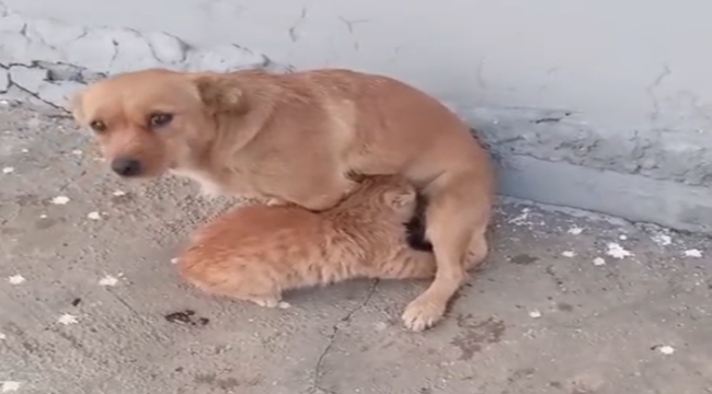 Şanlıurfa'da doğanın şefkat dolu yüzü: Bir kedi köpeğin sütünü emdi