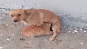 Şanlıurfa'da doğanın şefkat dolu yüzü: Bir kedi köpeğin sütünü emdi