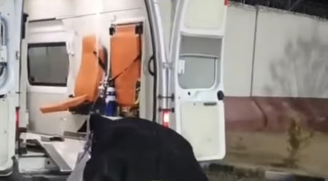 Şanlıurfa'da kazada kaybolan sürücü Suriye'de bulundu!