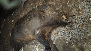 Viranşehir'de Yola Fırlayan Domuz Telef Oldu