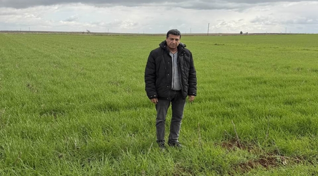 Çiftçinin Yüzü Gülüyor, Tarlalar Yeşerdi