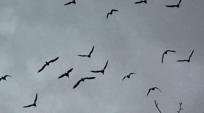 Kelaynaklar doğaya salındı 