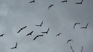 Kelaynaklar doğaya salındı 