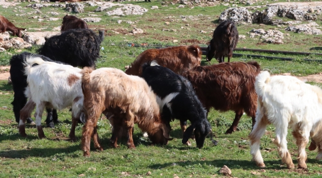 Şanlıurfa'da Yağışlar Yüzleri Güldürdü