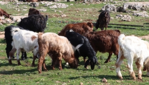 Şanlıurfa'da Yağışlar Yüzleri Güldürdü