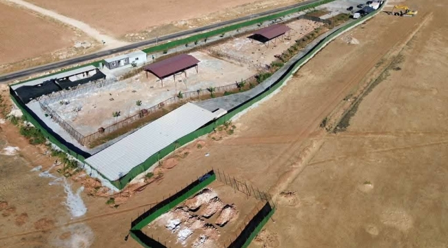 Şanlıurfa Sokaklarında Artık Sahipsiz Hayvan Yok!