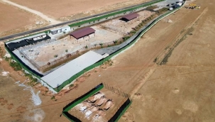 Şanlıurfa Sokaklarında Artık Sahipsiz Hayvan Yok!