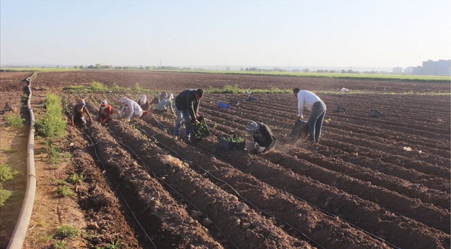 Tarımsal Destekler Hesaplara Aktarılıyor