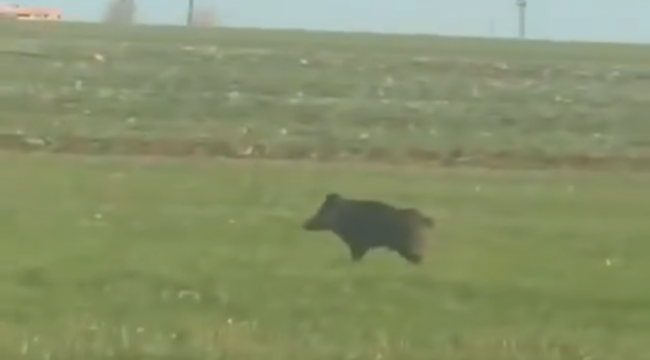 Viranşehir Kırsalında Domuz Alarmı! Çiftçi Cep Telefonuyla Görüntüledi