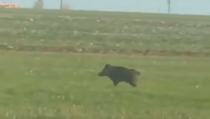 Viranşehir Kırsalında Domuz Alarmı! Çiftçi Cep Telefonuyla Görüntüledi