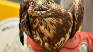 Yaralı Kızıl Şahin Tedaviye Alındı