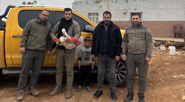 Baharın Habercisi Yaralı Bulundu! Leylek Tedavi Altında