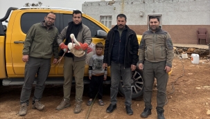 Baharın Habercisi Yaralı Bulundu! Leylek Tedavi Altında